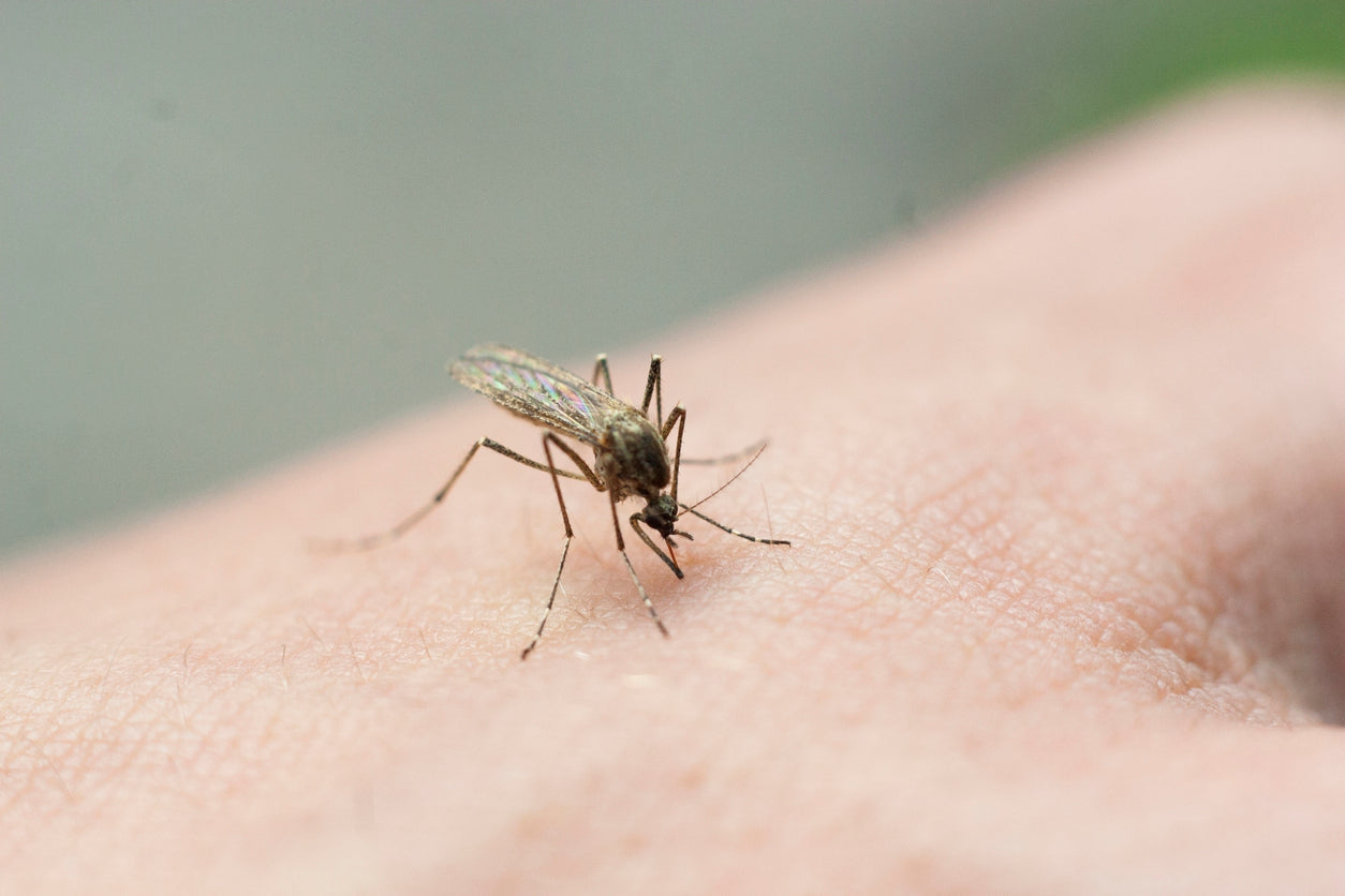 Increasing Mosquito Problem and How to Prevent It-eSafety Supplies, Inc