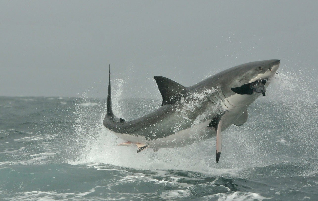 Ultimate Guide: How to Safely Enjoy Beach Swimming and Avoid Shark Encounters