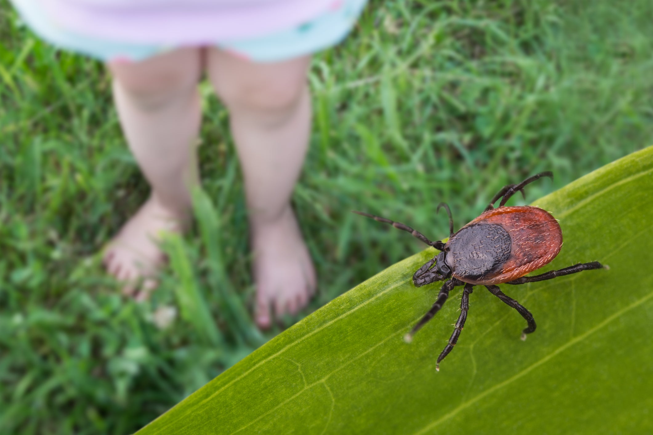 Tick-Borne Diseases: Learning the Threats